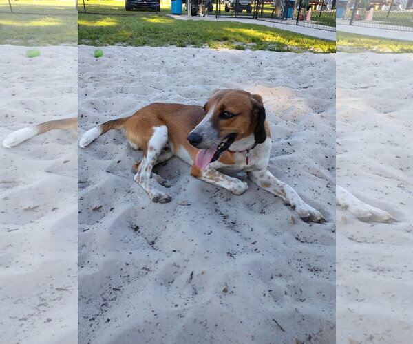 Medium Photo #2 Beagle-Unknown Mix Puppy For Sale in Dunnellon, FL, USA