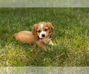 Cocker Spaniel Puppy for sale in NAPPANEE, IN, USA