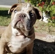 Small #2 English Bulldog