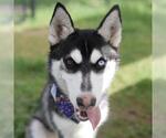 Small Siberian Husky Mix