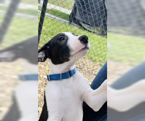 Medium Photo #9 Mutt Puppy For Sale in Oskaloosa, IA, USA