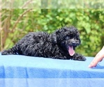 Small #22 Poodle (Toy)
