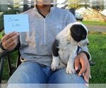 Puppy Silver Line Australian Cattle Dog-Border Collie Mix