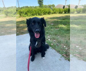 Australian Shepherd Dogs for adoption in Muskegon, MI, USA