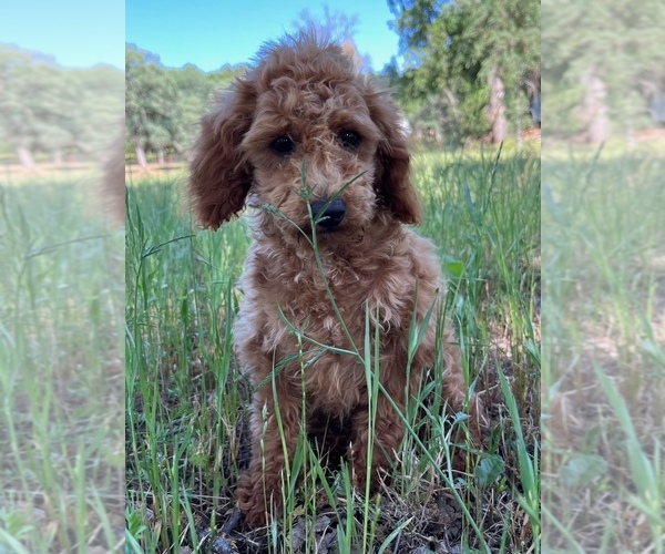 Medium Photo #5 Poodle (Toy) Puppy For Sale in AUBURN, CA, USA