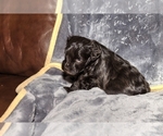 Small Photo #13 Schnauzer (Miniature)-Schnauzer (Standard) Mix Puppy For Sale in ALAMOSA, CO, USA