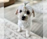 Small Maltese Mix