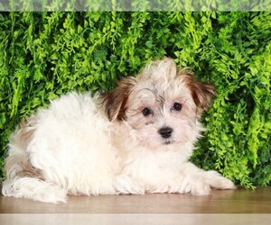 Havanese Puppy for sale in MOUNT VERNON, OH, USA