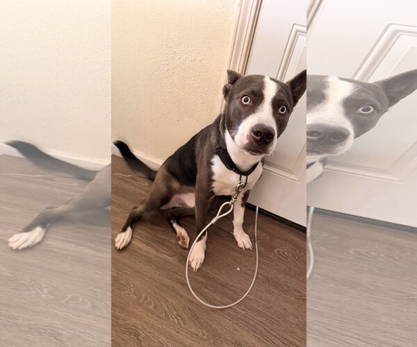 Medium Photo #2 Siberian Husky-Unknown Mix Puppy For Sale in Woodland, CA, USA