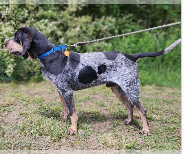 Medium Photo #4 Bluetick Coonhound Puppy For Sale in Canton, CT, USA