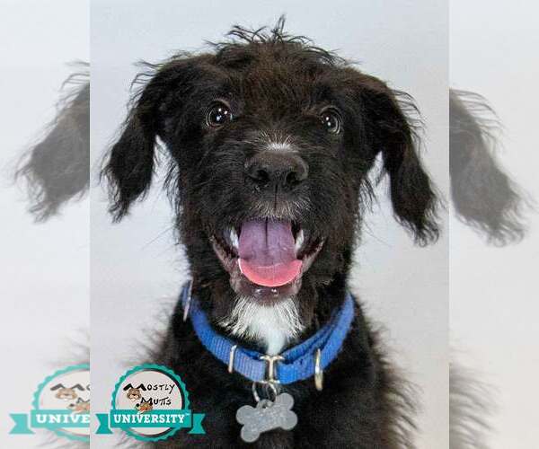 Medium Photo #1 Mutt Puppy For Sale in Kennesaw, GA, USA
