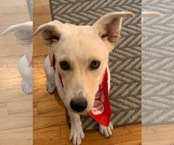 Medium Photo #2 Carolina Dog-Unknown Mix Puppy For Sale in Wakefield, RI, USA