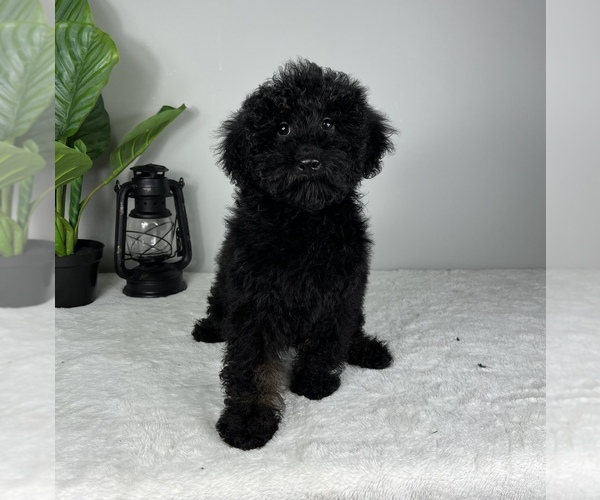 Medium Photo #6 Miniature Bernedoodle Puppy For Sale in FRANKLIN, IN, USA