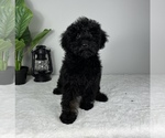 Small Photo #6 Miniature Bernedoodle Puppy For Sale in FRANKLIN, IN, USA