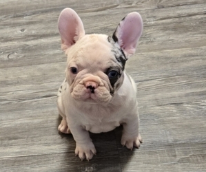 French Bulldog Puppy for sale in GLEN BURNIE, MD, USA