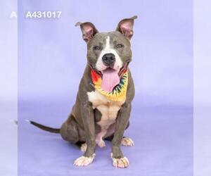 American Pit Bull Terrier Dogs for adoption in Conroe, TX, USA
