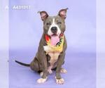 Small American Pit Bull Terrier