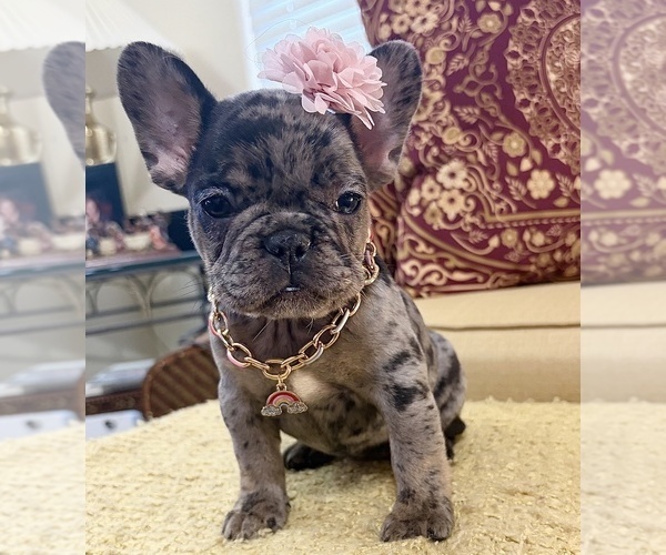 Medium Photo #2 French Bulldog Puppy For Sale in SNELLVILLE, GA, USA
