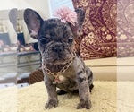 Tilly Milly - Female French Bulldog Puppy for Sale - Photo #2