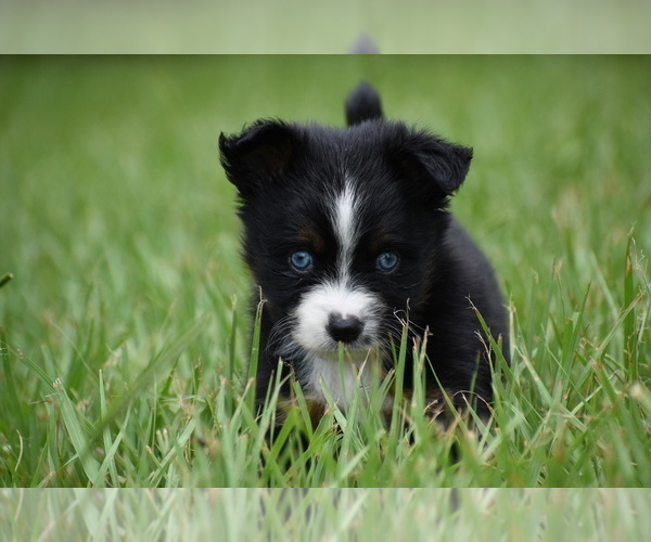 Medium Photo #6 Miniature Australian Shepherd Puppy For Sale in PALM COAST, FL, USA