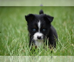 Small #5 Miniature Australian Shepherd