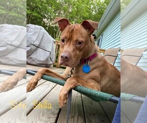 Stella - Female American Pit Bull Terrier-Unknown Mix Dog for Adoption - Photo #3
