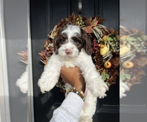 Cockapoo Puppy for Sale in SUISUN CITY, California USA