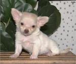 Small Photo #15 Chihuahua Puppy For Sale in FORT LAUDERDALE, FL, USA