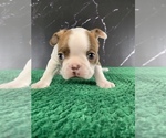 Puppy AKC Louise Boston Terrier