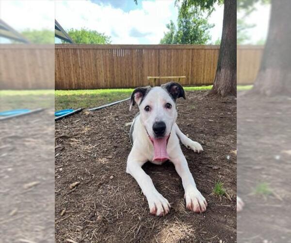 Medium Photo #3 American Pit Bull Terrier-Unknown Mix Puppy For Sale in Plano, TX, USA