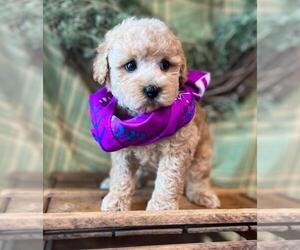 Poodle (Toy) Puppy for sale in ORO VALLEY, AZ, USA