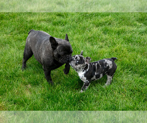 Mother of the French Bulldog puppies born on 02/01/2026