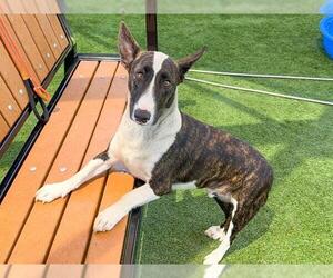 Medium Bull Terrier-Cardigan Welsh Corgi Mix