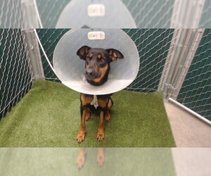 German Shepherd Dog Dogs for adoption in Downey, CA, USA