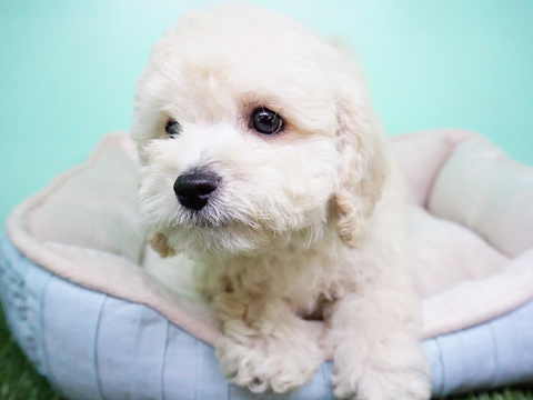 Medium Photo #4 Goldendoodle Puppy For Sale in LA MIRADA, CA, USA