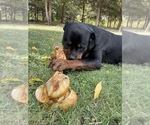 Small #15 Rottweiler