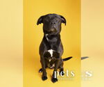 Small #3 Labrador Retriever