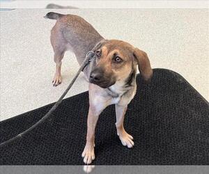 Huskies -Labrador Retriever Mix Dogs for adoption in Anchorage, AK, USA