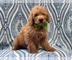 Small Photo #10 Miniature Labradoodle Puppy For Sale in LAKELAND, FL, USA
