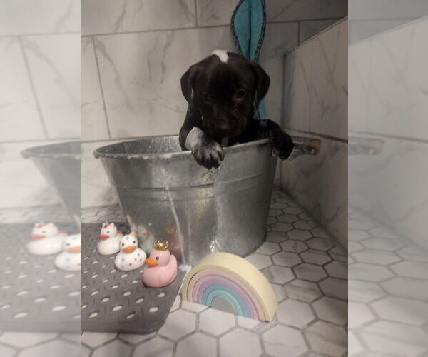 Medium Photo #1 Labrador Retriever-Unknown Mix Puppy For Sale in oakland, FL, USA