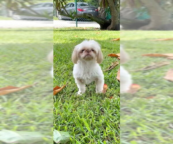 Medium Photo #2 Shih Tzu Puppy For Sale in Weston, FL, USA