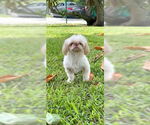 Small #1 Shih Tzu