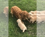 Small Photo #11 Golden Retriever Puppy For Sale in JOPLIN, MO, USA