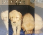 Small Photo #4 Golden Retriever Puppy For Sale in SAN JOSE, CA, USA