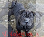 Puppy Valerie Chinese Shar-Pei