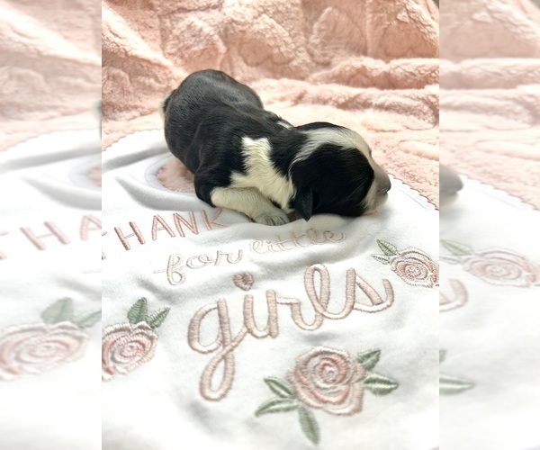 Medium Photo #4 Portuguese Water Dog Puppy For Sale in BAYTOWN, TX, USA