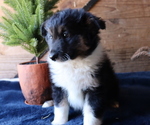 Small Photo #4 Border Sheepdog Puppy For Sale in HONEY BROOK, PA, USA
