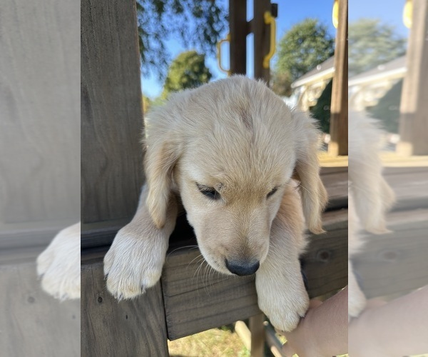 Medium Photo #4 Golden Retriever Puppy For Sale in AUSTIN, KY, USA