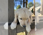 Small #3 Golden Retriever