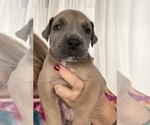 Small Photo #7 Great Dane Puppy For Sale in CLANTON, AL, USA